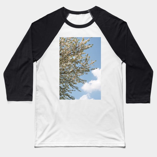 A tree flowering with White Cherry blossom with Blue Sky Baseball T-Shirt by richflintphoto